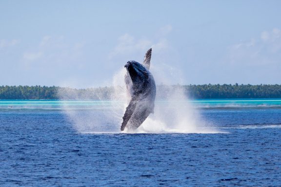 Humpback whale breach in Tetiaroa Island near Tahiti in French Polynesia