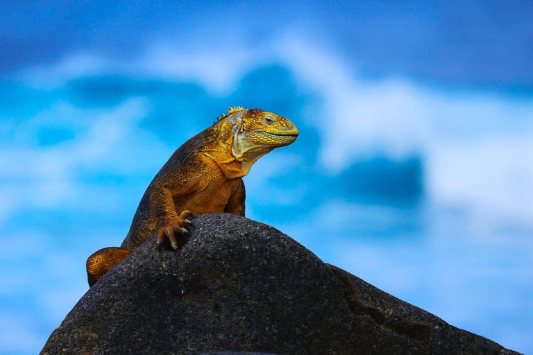 Galapagos Naturalist Yacht Charters