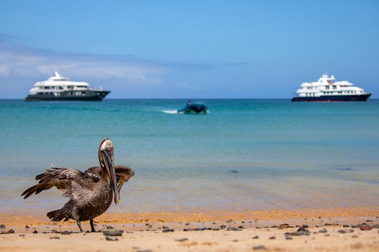 Galapagos Yacht Charter Seasons: Breeding Season vs Dive Season
