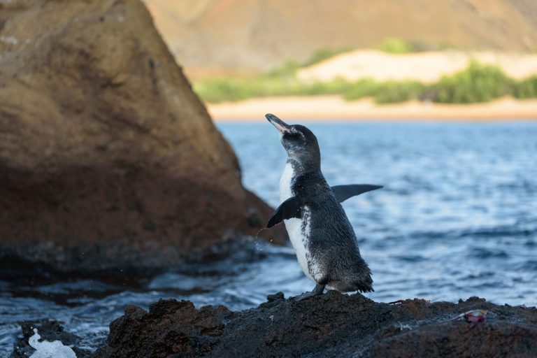 8-Day Galápagos Yacht Itinerary | Full Charter Route