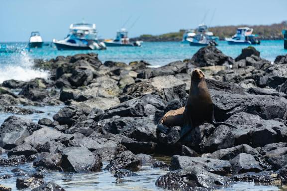 Sea lion resting on rocky shore with boats in the Galapagos Islands.