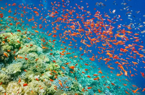 Coral Reefs in the Desert