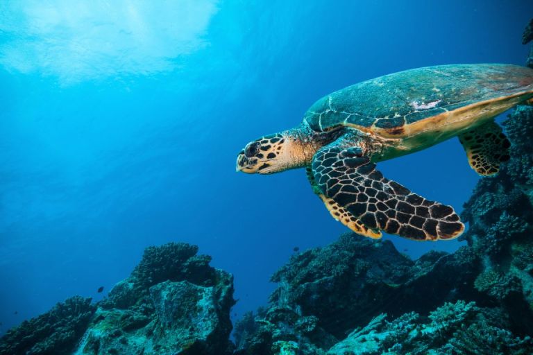 Best Yacht Charter Destinations for Snorkeling