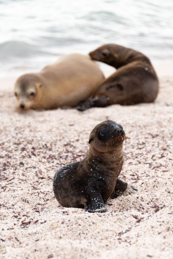 Crewed luxury yacht charter in Galápagos