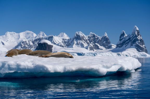 Seals bask on an ice floe against Antarctica's stunning icy landscape.